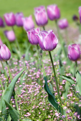 Fototapeta premium Purple tulips background