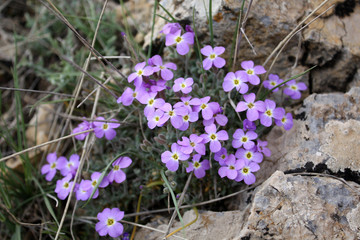 violet