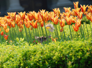 Sparrows among orange tulips