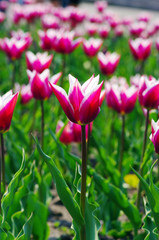 Fototapeta premium Field of Pink Tulips