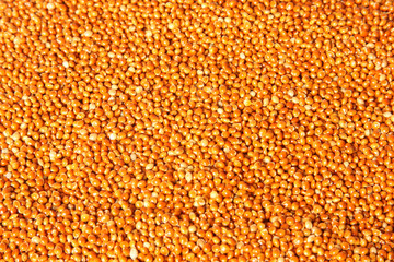Millet seeds (Panicum miliaceum)