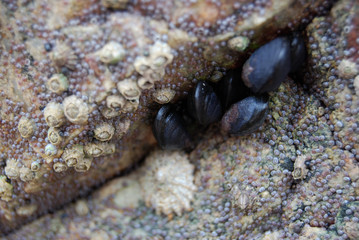 Shells