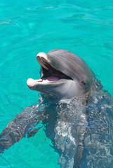 Fototapeta premium Dolphin laughing at the crowd