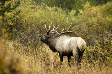 bull elk bugling