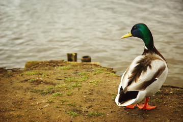 Mallard Drake in front of lake