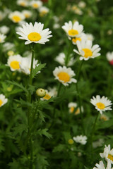 Fototapeta premium marguerite