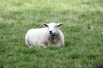 Naklejka na ściany i meble Schaf auf der Weide