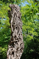 Lierre sec autour d'un arbre