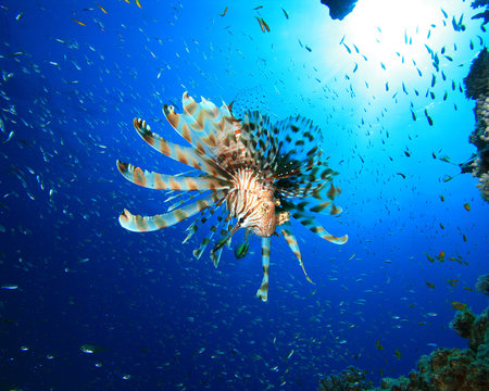 Lionfish hunting Glassfish