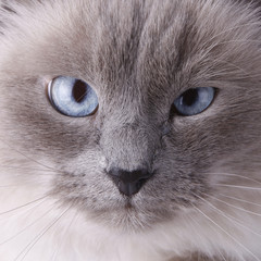 Blue-eyed cat