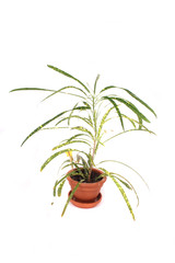small green palm