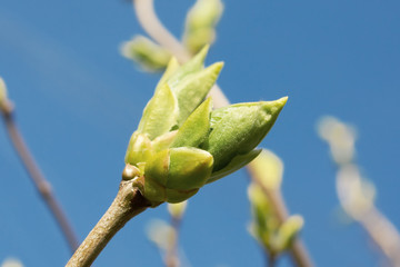 Early spring in nature
