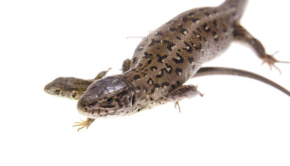 Lizard
