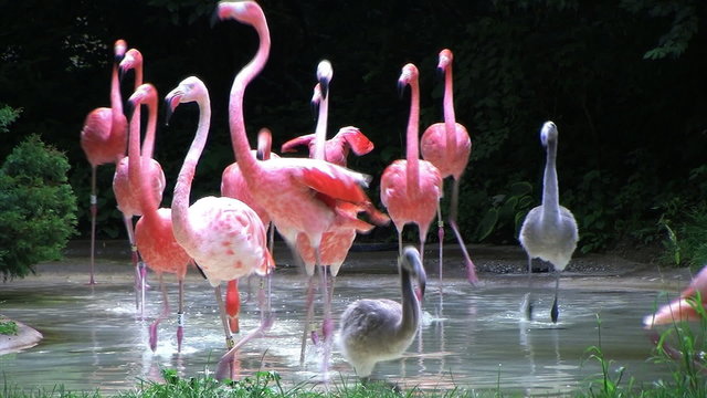 Flamingos Rushing Out Of Water