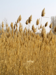 Reed stems in spring, left from previous year