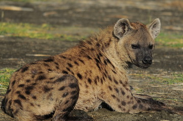 The Spotted Hyena (crocuta crocuta), lake Nakuru, Kenya
