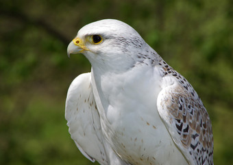 Gerfalke - Weiße Schönheit
