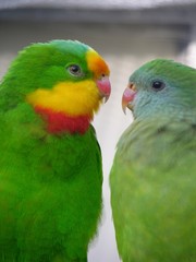 Fototapeta na wymiar Papageien, die sich mögen