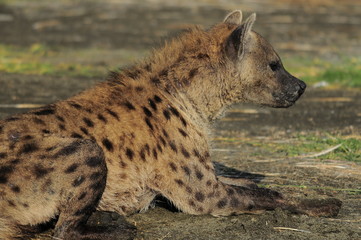The Spotted Hyena (crocuta crocuta), lake Nakuru, Kenya