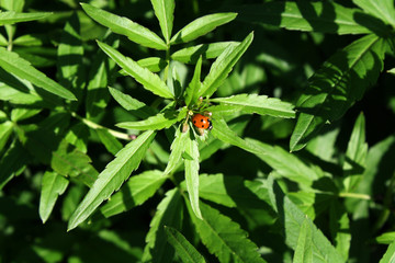 Marienkäfer sonnt sich