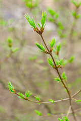 spring branch