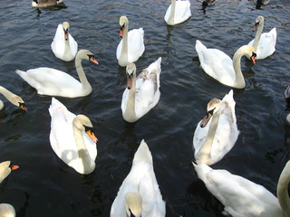 Obraz premium Cygnes en groupe sur un lac