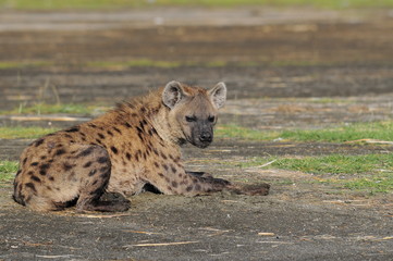 The Spotted Hyena (crocuta crocuta), lake Nakuru, Kenya