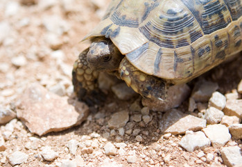 young small desert Turtle