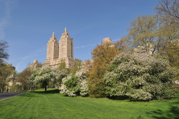Obraz premium Spring in the Central Park.