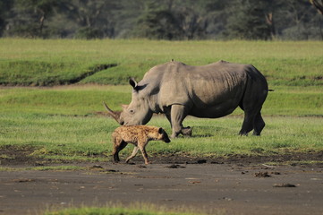 Obraz premium The Rhinoceros (Rhinocerotidae), lake Nakuru, Kenya