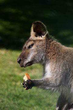 Brot fressendes Bennett-Känguru