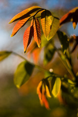 Blätter am Baum