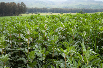 landscape for plants luxuriant in field of broad beans