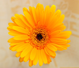 Obraz premium Orange daisy flower