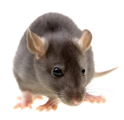 Funny rat isolated on white background