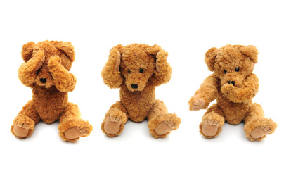 Three wise bears