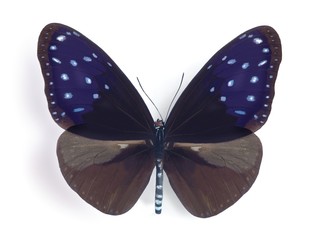 Obraz premium Euploea mulciber mulciber (male)