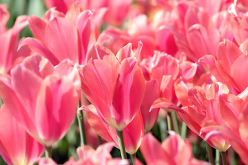 Obraz na płótnie Canvas tulip
