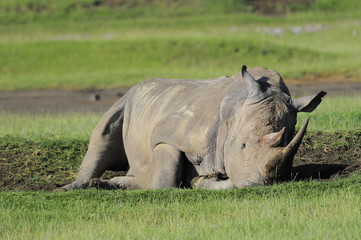 Obraz premium The Rhinoceros (Rhinocerotidae), lake Nakuru, Kenya