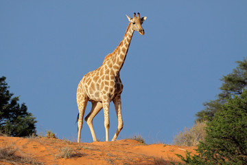 Giraffe on a sand dune, Kalahari desert, South Africa