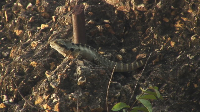 Lizards II