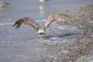 mouette à st laurent du var , ailes deployées