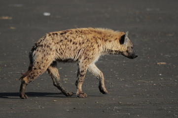 Obraz premium The Spotted Hyena (crocuta crocuta), lake Nakuru, Kenya