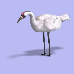 Great White Crane