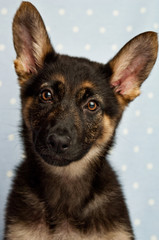 german Shepherd Puppy isolated on a blue background