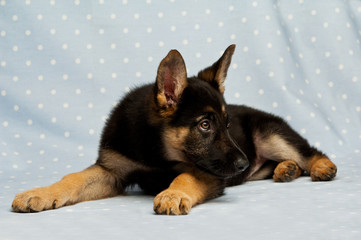 German shepherd Puppy isolated on a blue background