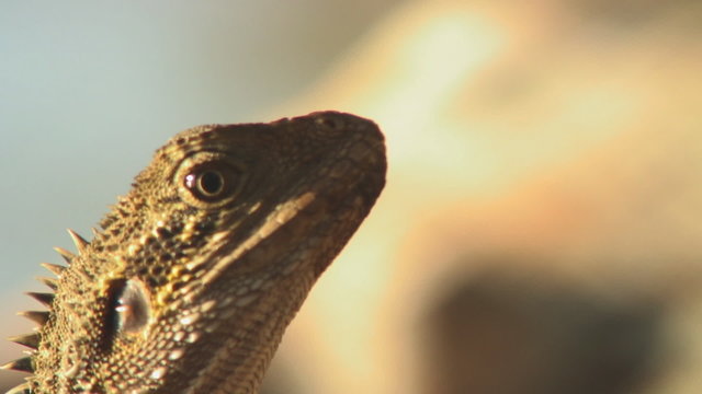 Lizards