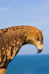 close up eagle portrait