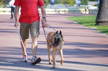 Chien guide d'aveugle