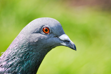 Neugirig